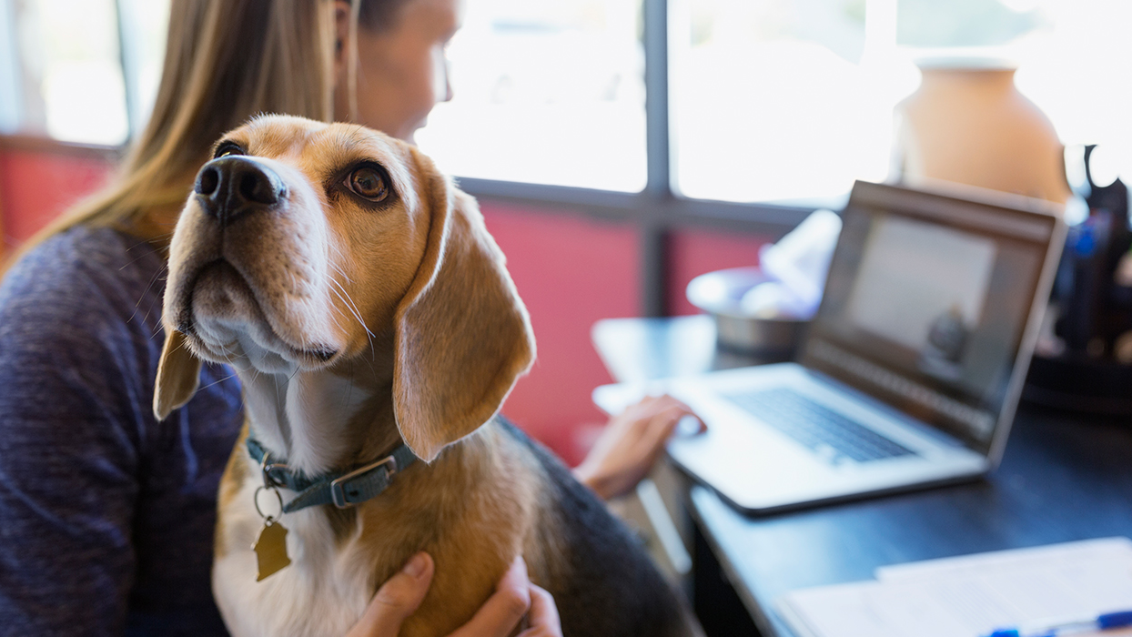 Become a pet-friendly workplace thumbnail